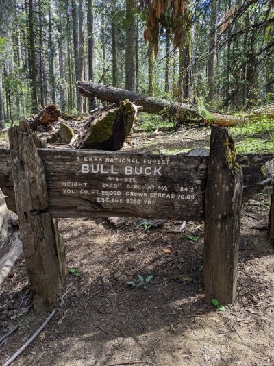 Bull Buck Redwood.jpg