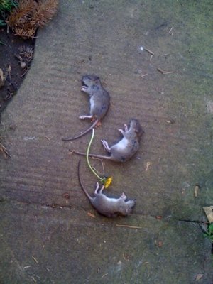 3 dead rats.jpg