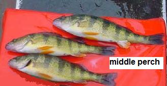 middle_perch.jpg