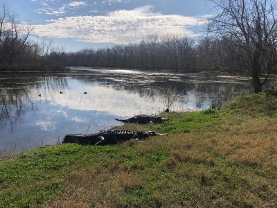 Brazos Bend Alligators.jpg