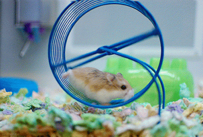 f8d9f2aeb7474ccd-the-sales-slump-how-to-get-off-the-hamster-wheel-high.gif