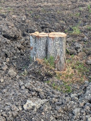 Stump Closeup.jpg