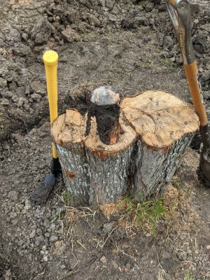 Stump and Large Root.jpg