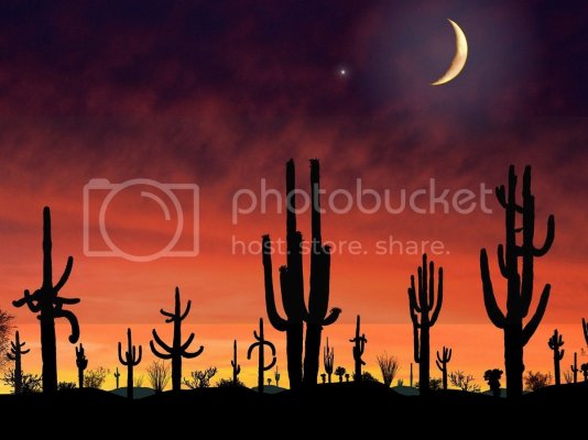 SaguaroNationalParkArizona.jpg