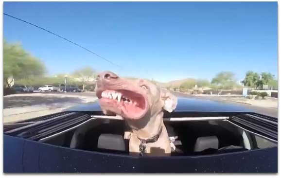 Weimaraner-Enjoys-Sunroof.jpg