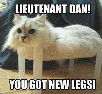 funny-forrest-gump-parody-cat-memes.jpg