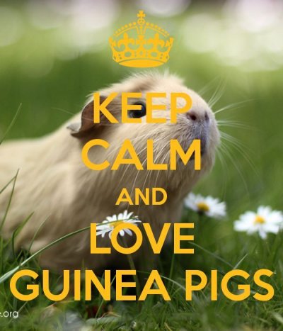 c80348d28f1a18b7974c--guinea-pig-quotes-guinie-pig.jpg