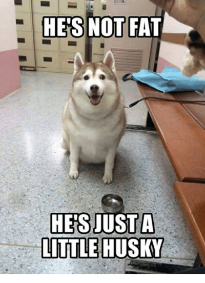 hes-not-fat-hes-just-a-little-husky-10142439.png