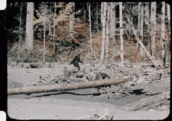 bigfoot-patterson-gimlin-footage-stabilized.gif