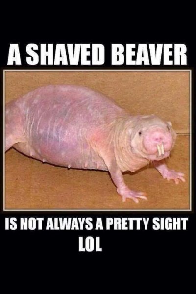 Beaver.jpg