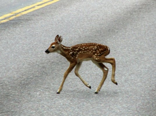 GLACIER NP 147.JPG