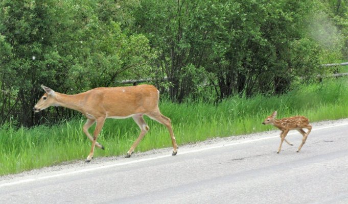 GLACIER NP 148 (2).JPG