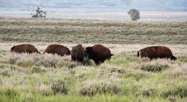 2009-06-27 GRAND TETONS NP 036.JPG