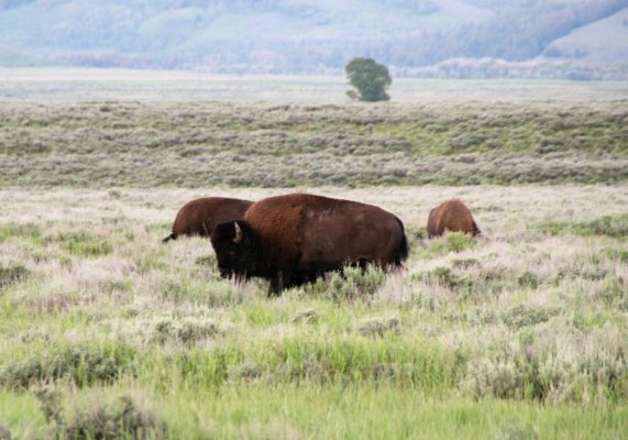 2009-06-27 GRAND TETONS NP 053.JPG