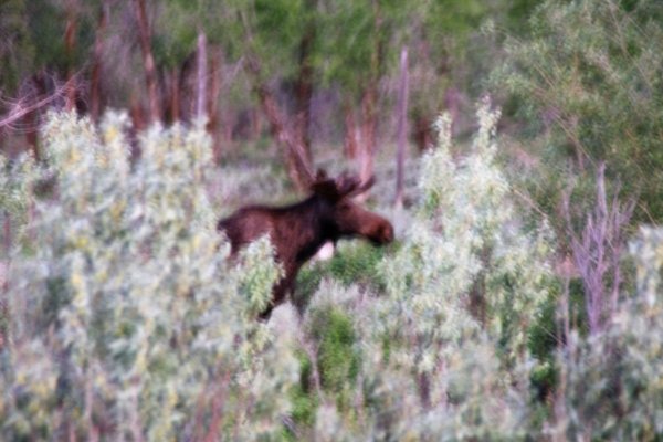 2009-06-27 GRAND TETONS NP 056.JPG