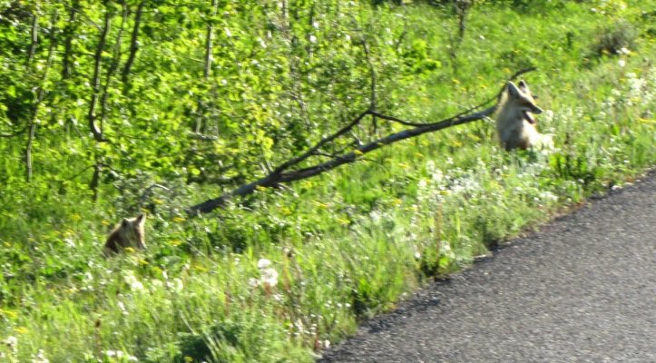 GLACIER NP 481.JPG