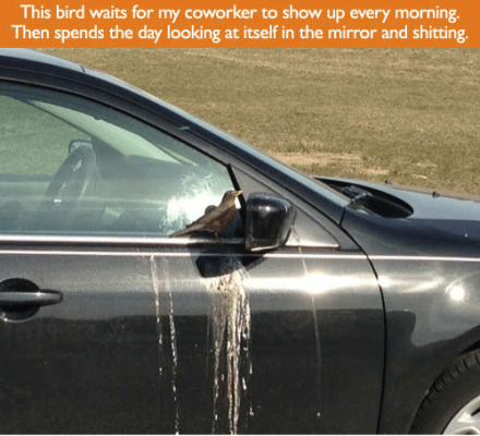 this-bird-waits-for-my-coworker-to-show-up-every-33431232.png
