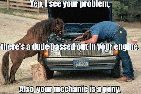 horse looking under hood.jpg