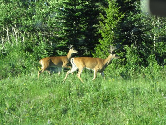 GLACIER NP 1471.JPG