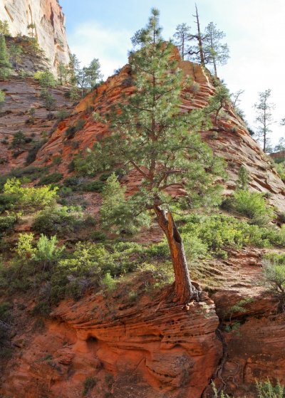 2017-05-02 Zion 5-2-17 484.JPG