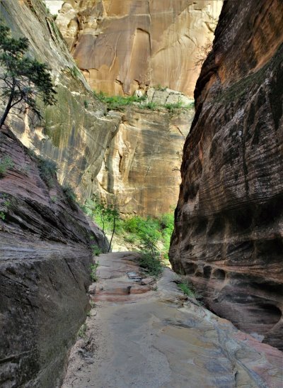 2017-05-02 Zion 5-2-17 499.JPG