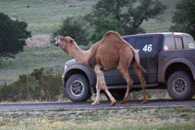 camel.jpg