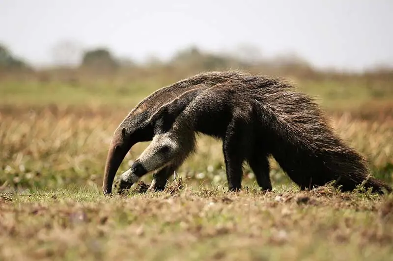 anteater-giant.webp